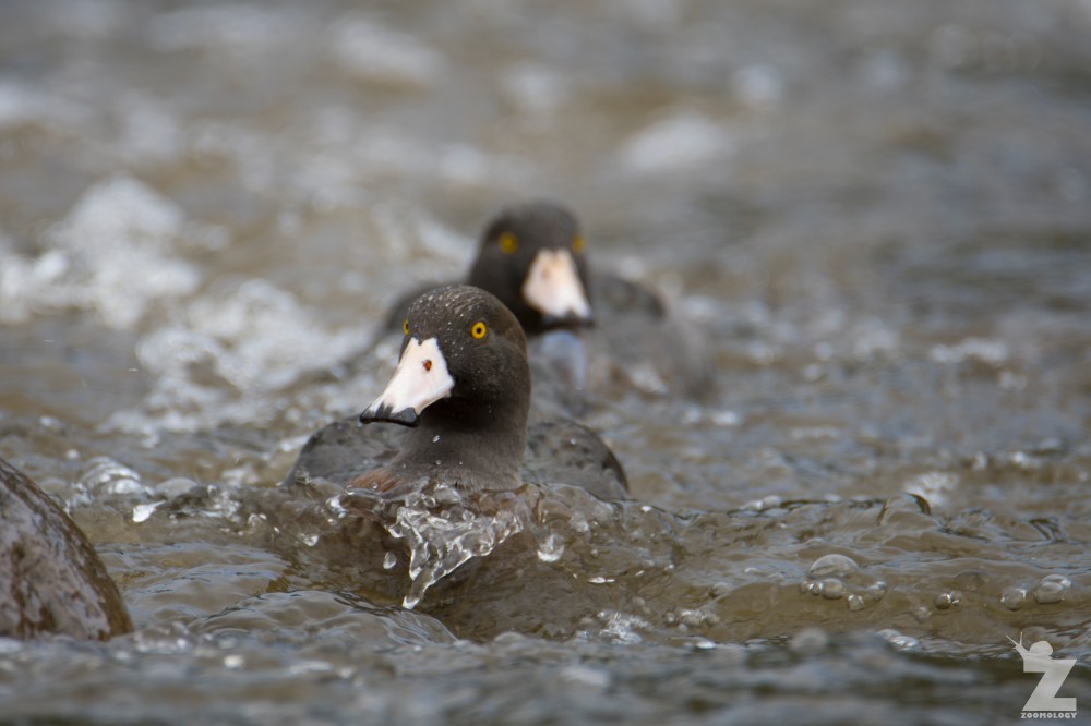 Hymenolaimus malacorhynchos [WHIO] Ruatiti, New Zealand 06-01-18 (30)
