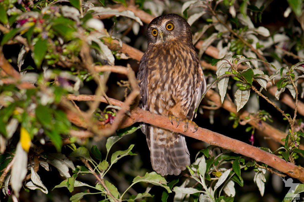 Ninox novaeseelandiae [RURU] Bushy Park, New Zealand 29-11-2017 (2).jpg
