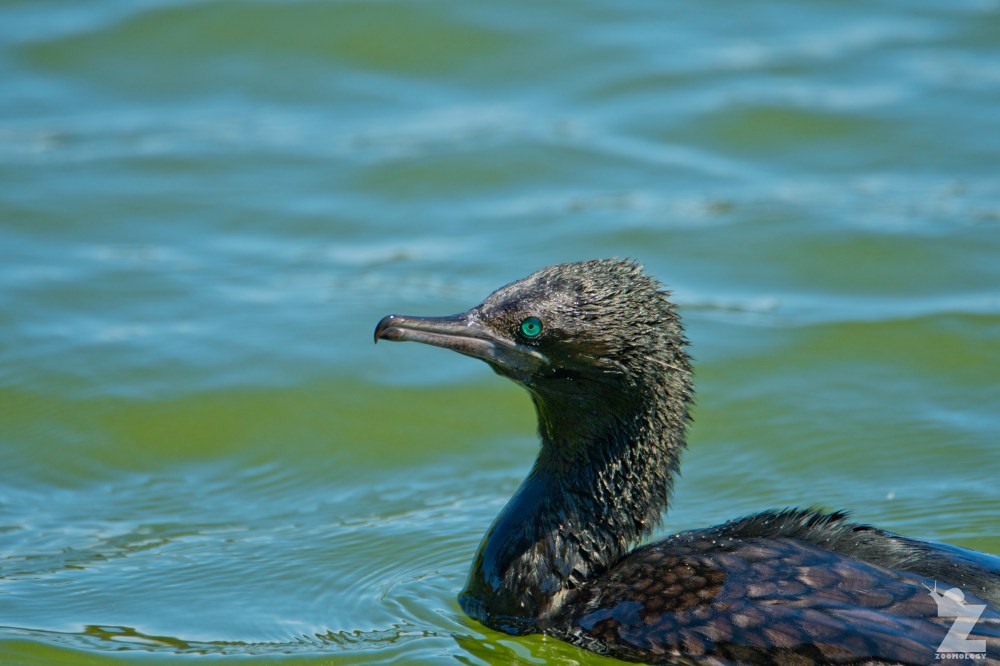 Phalacrocorax sulcirostris [LITTLE BLACK SHAG] Virginia Lake, New Zealand 03-12-2017 (3)