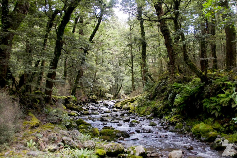 Beech Forest and Streams Kaweka Forest Park, New Zealand 20-01-2018