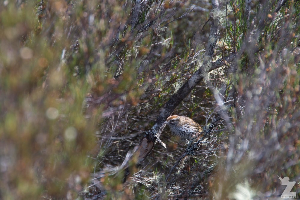 Bowdleria punctata [NORTH ISLAND FERNBIRD] Kaweka Forest Park, New Zealand 21-01-2018 (10).jpg