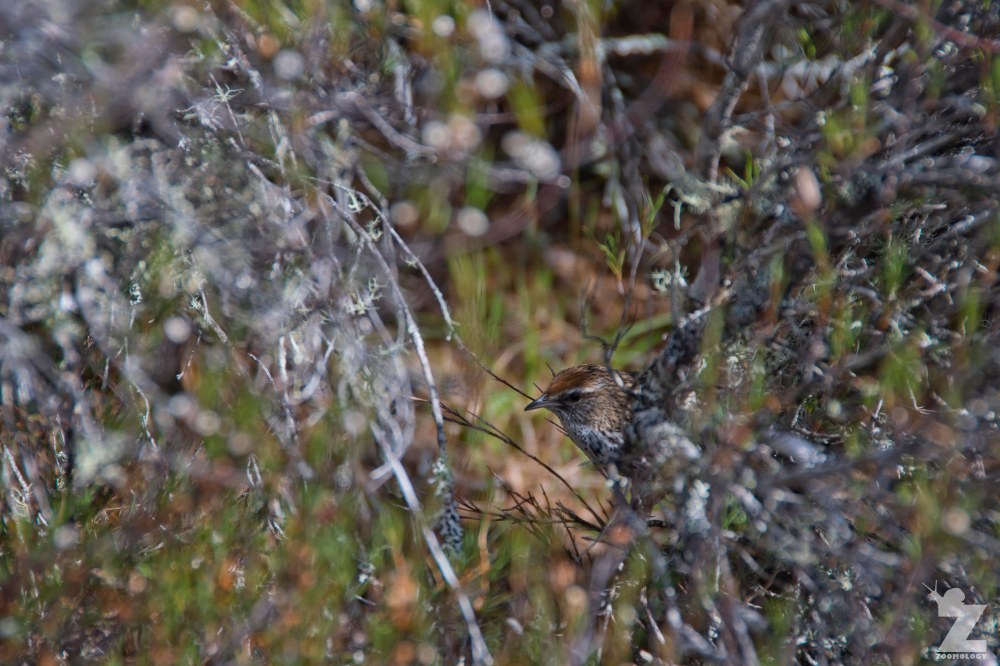 Bowdleria punctata [NORTH ISLAND FERNBIRD] Kaweka Forest Park, New Zealand 21-01-2018 (11).jpg