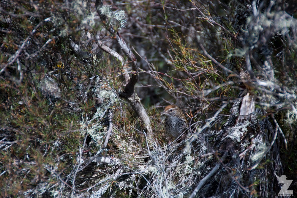 Bowdleria punctata [NORTH ISLAND FERNBIRD] Kaweka Forest Park, New Zealand 21-01-2018 (12)