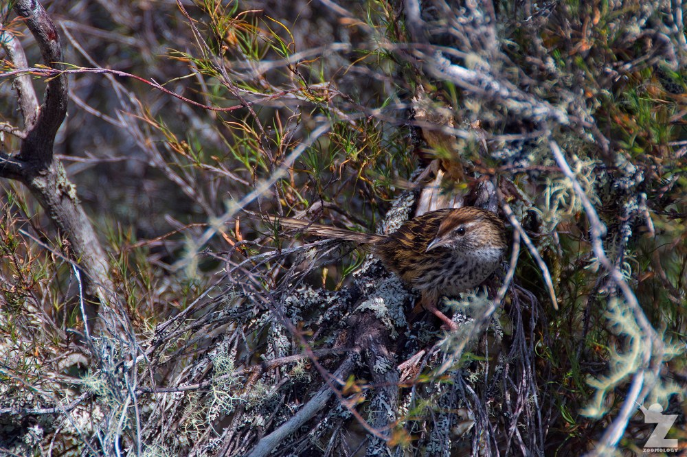 Bowdleria punctata [NORTH ISLAND FERNBIRD] Kaweka Forest Park, New Zealand 21-01-2018 (13)