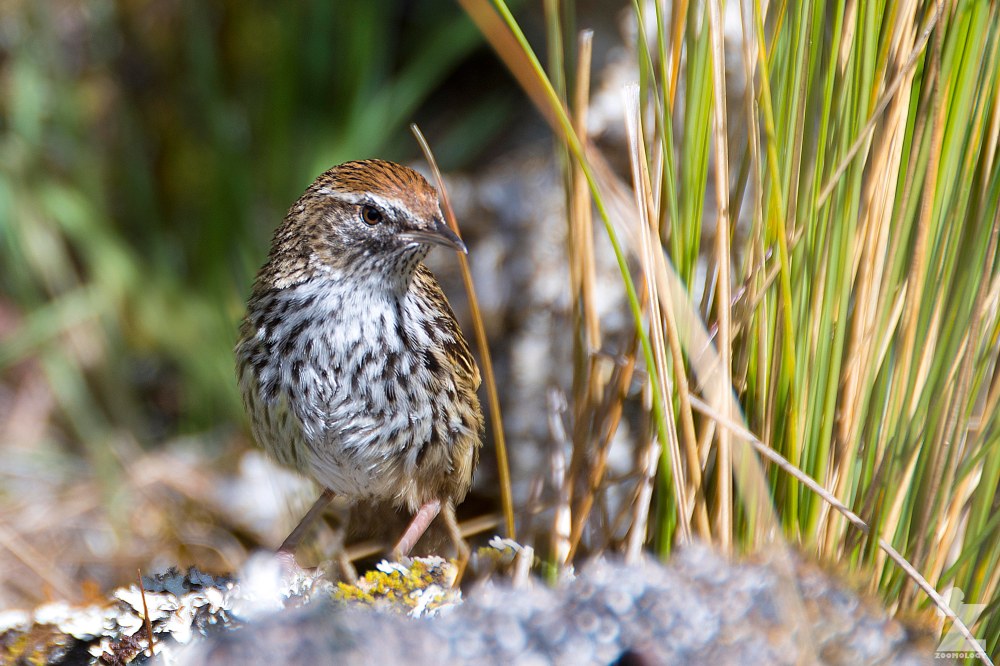 Bowdleria punctata [NORTH ISLAND FERNBIRD] Kaweka Forest Park, New Zealand 21-01-2018 (15)