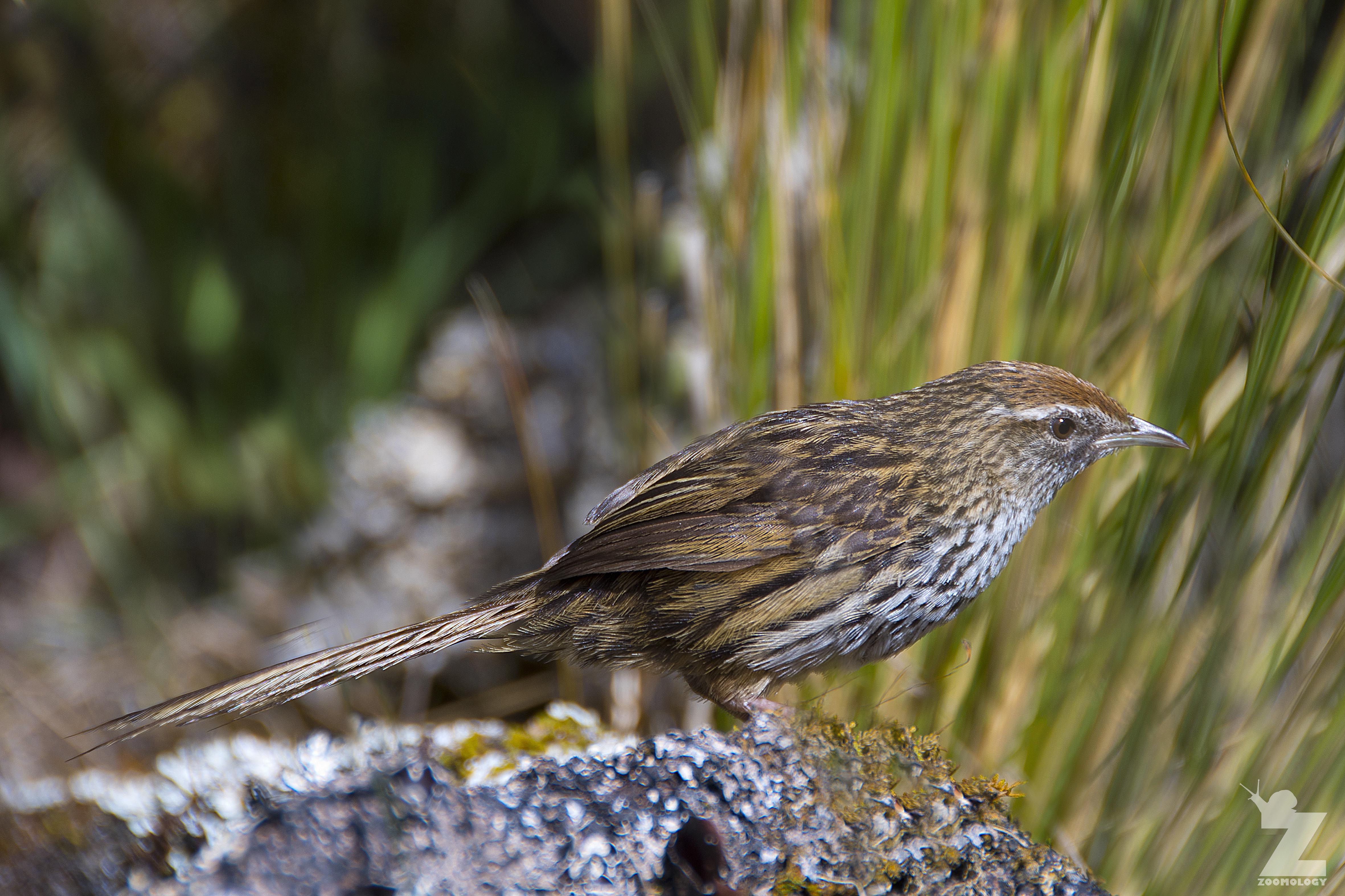 Bowdleria punctata [NORTH ISLAND FERNBIRD] Kaweka Forest Park, New Zealand 21-01-2018 (8).jpg