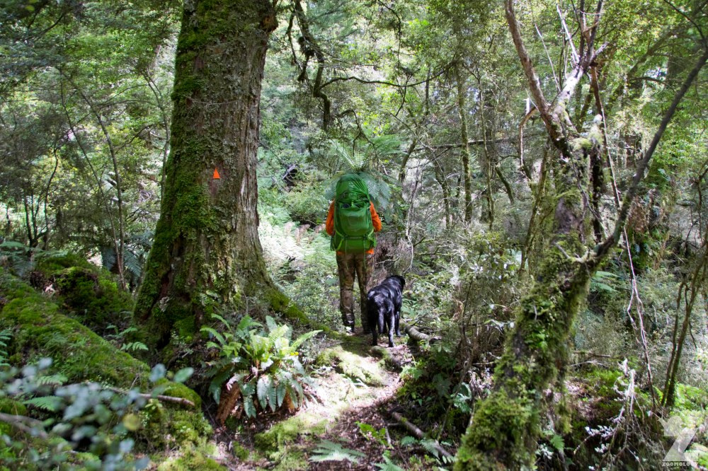 Man and His Dog, Kaweka Forest Park, New Zealand 20-01-2018