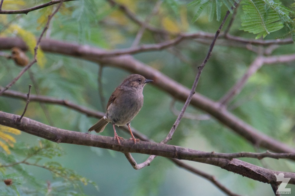 Prunella modularis [DUNNOCK] 06-01-2018 Ruatiti, New Zealand