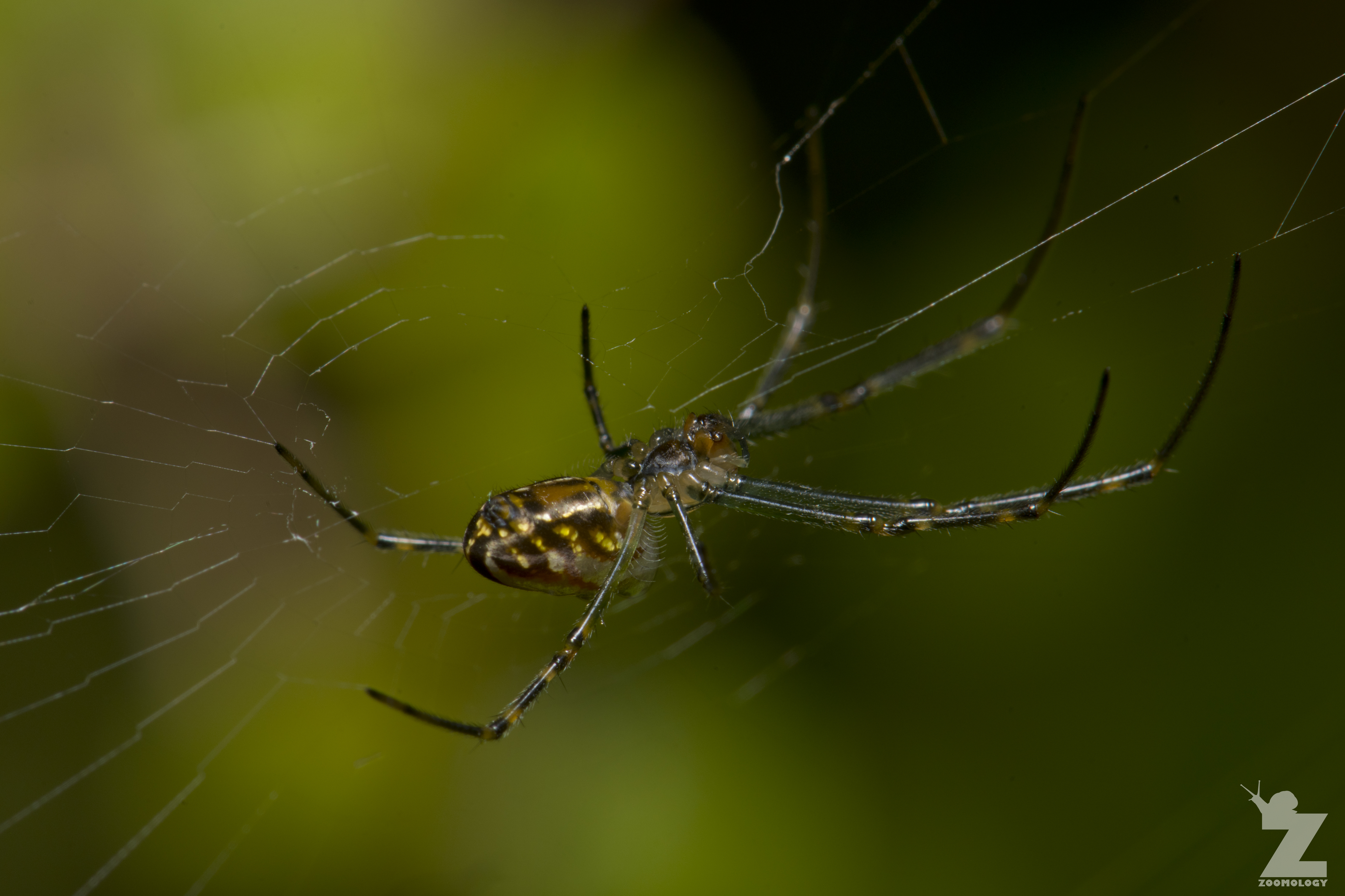 Leucauge dromedaria [SILVER ORB WEB] Gordon's Bush, Whanganui, New Zealand 11-01-2018 (14)