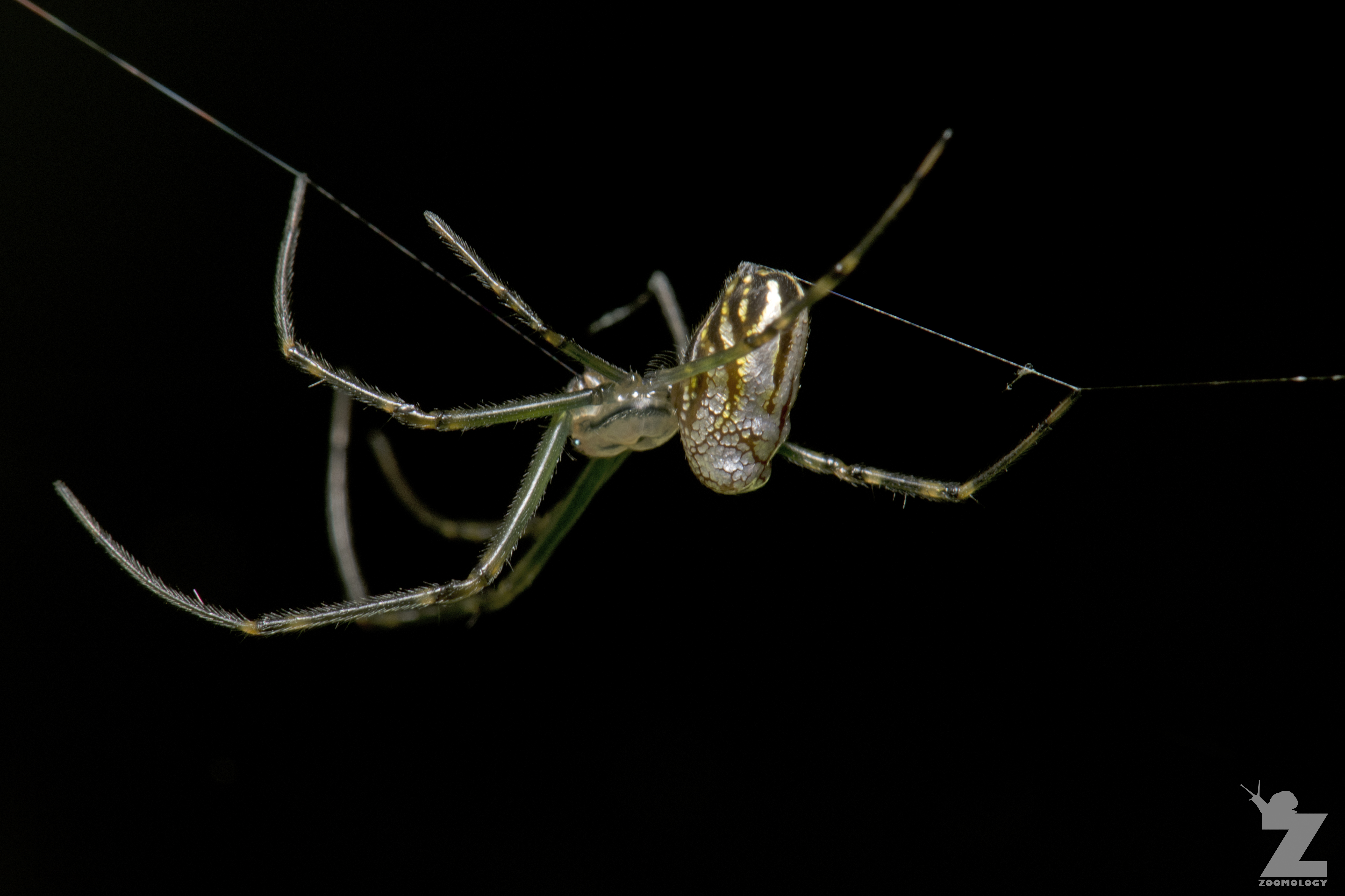 Leucauge dromedaria [SILVER ORB WEB]  Gordon's Bush, Whanganui, New Zealand 11-01-2018 (18).jpg