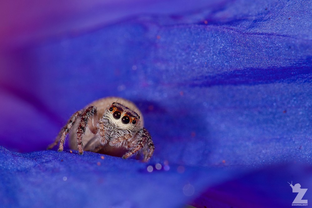 Opisthoncus polyphemus [POLKADOR JUMPING SPIDER] Tiarua, New Zealand 22.02.2018 Zoomology (1)