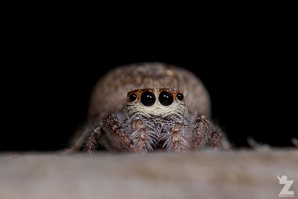Opisthoncus polyphemus [POLKADOR JUMPING SPIDER] Tiarua, New Zealand 22.02.2018 Zoomology (5)