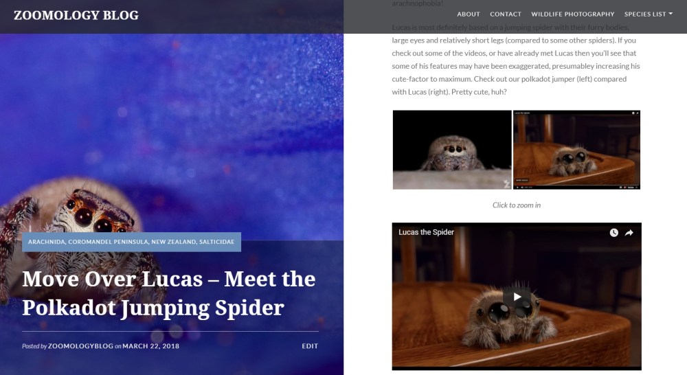 Zoomology - Polkadot Jumping Spider