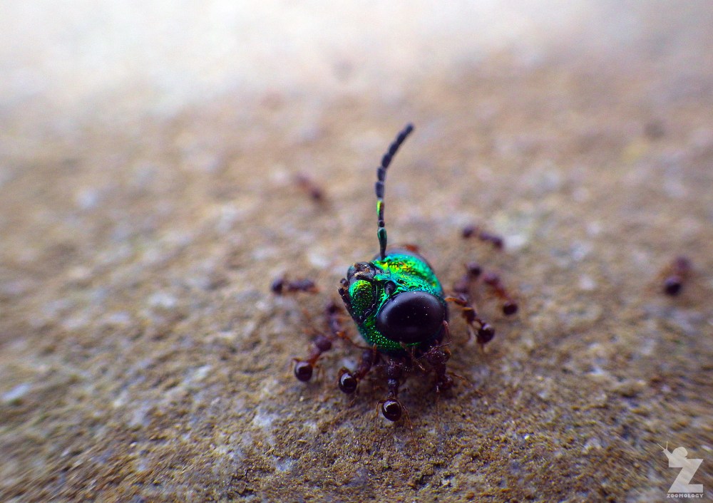 Crawford, Emma-Louise - Ants Carrying Tamamushi Head - Uwajima, Japan