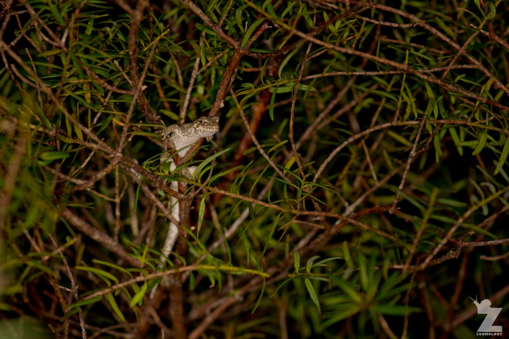 Hoplodactylus granulatus [FOREST GECKO] Mahakirau Forest Estate, New Zealand 16-02-18 Zoomology (30)