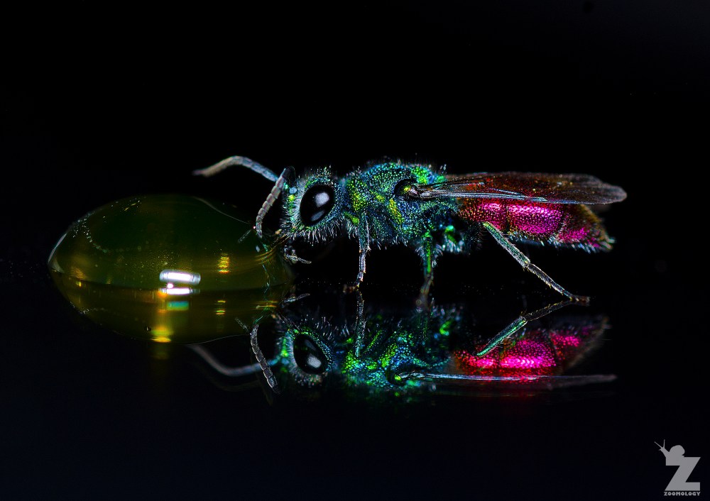 Miles, Tom - Ruby-tailed Wasp - Kewstoke, England