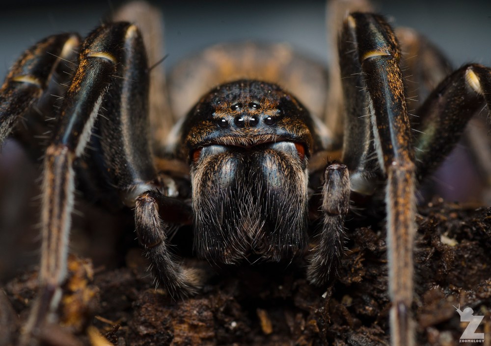 Miles,Tom - Vagrant Spider - Whanganui, New Zealand