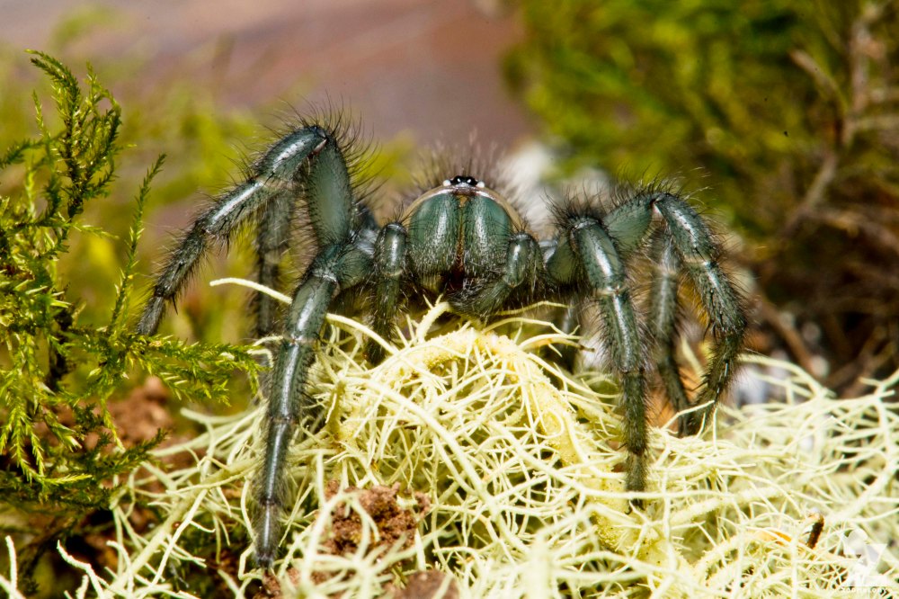 Porrhothele sp [TUNNELWEB SPIDER] Pohangina, New Zealand 17-12-2017 Zoomology(13)