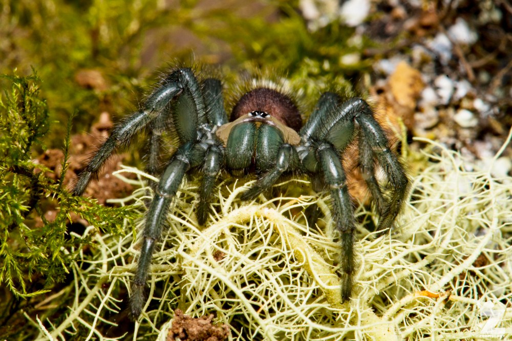 Porrhothele sp [TUNNELWEB SPIDER] Pohangina, New Zealand 17-12-2017 Zoomology(14)
