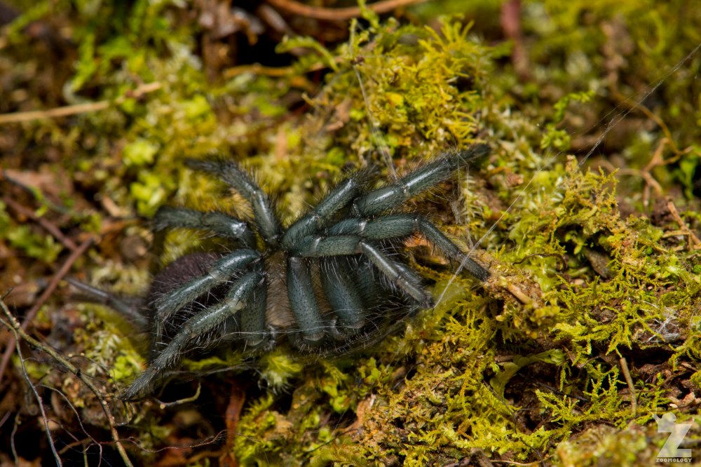 Porrhothele sp [TUNNELWEB SPIDER] Pohangina, New Zealand 17-12-2017 Zoomology(15).jpg