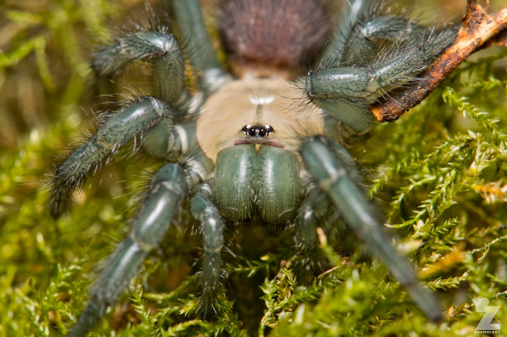 Porrhothele sp [TUNNELWEB SPIDER] Pohangina, New Zealand 17-12-2017 Zoomology(16).jpg