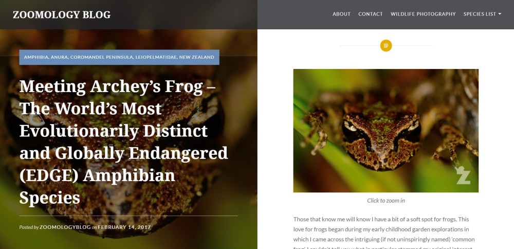 Zoomology Archey's Frog