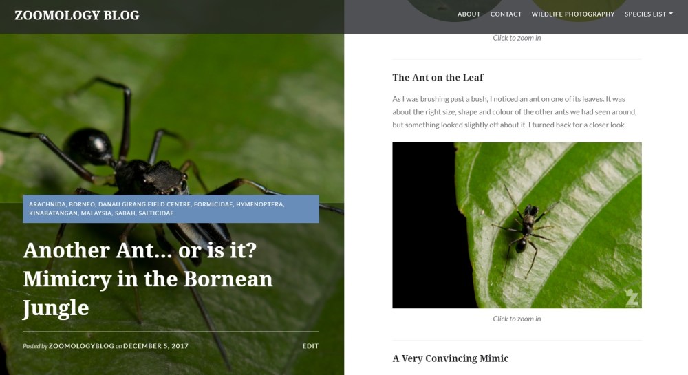 Zoomology - Bornean Ant Mimic Jumping Spider