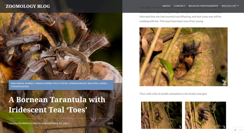 Zoomology - Bornean Tarantula