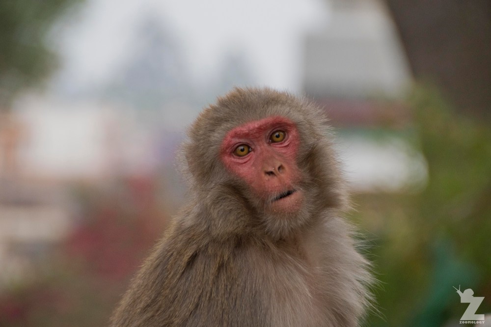Macaca mulatta [RHESUS MACAQUES] Swayambhunath Stupa, Kathmandu, Nepal 25.04.2018 Zoomology (15).jpg