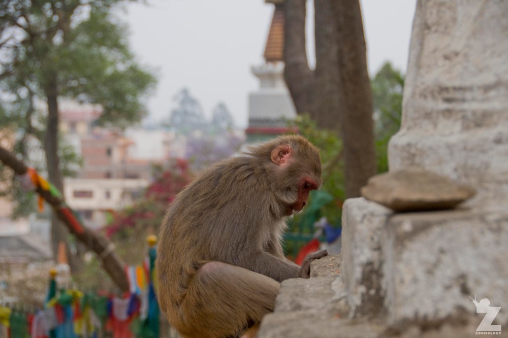 Macaca mulatta [RHESUS MACAQUES] Swayambhunath Stupa, Kathmandu, Nepal 25.04.2018 Zoomology (16).jpg