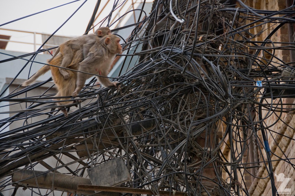 Macaca mulatta [RHESUS MACAQUES] Swayambhunath Stupa, Kathmandu, Nepal 25.04.2018 Zoomology (25)