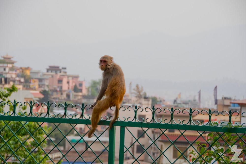 Macaca mulatta [RHESUS MACAQUES] Swayambhunath Stupa, Kathmandu, Nepal 25.04.2018 Zoomology (40).jpg