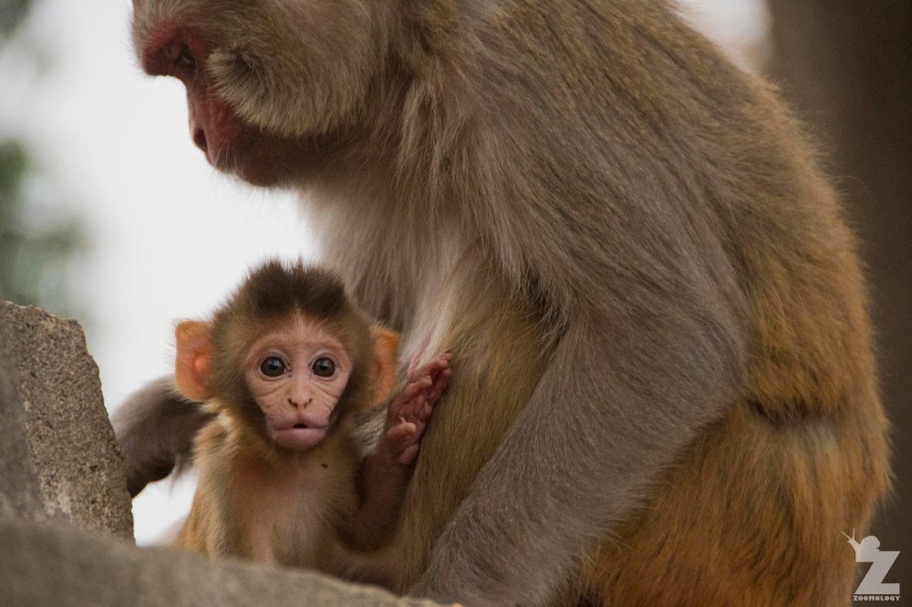 Macaca mulatta [RHESUS MACAQUES] Swayambhunath Stupa, Kathmandu, Nepal 25.04.2018 Zoomology (5)