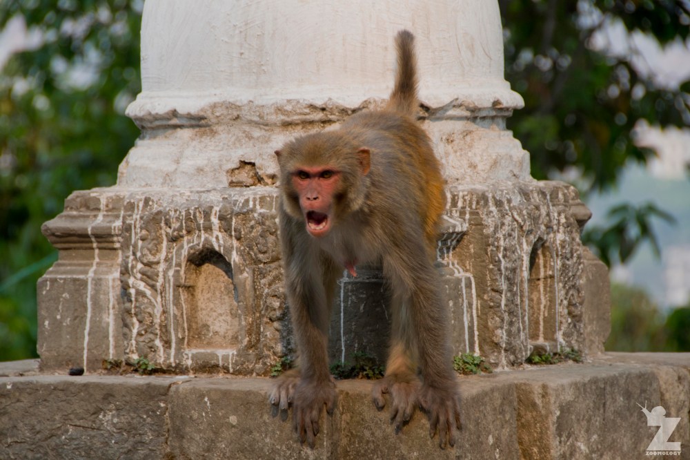Macaca mulatta [RHESUS MACAQUES] Swayambhunath Stupa, Kathmandu, Nepal 25.04.2018 Zoomology (52).jpg