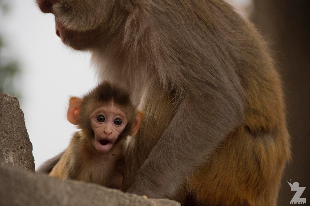 Macaca mulatta [RHESUS MACAQUES] Swayambhunath Stupa, Kathmandu, Nepal 25.04.2018 Zoomology (6)