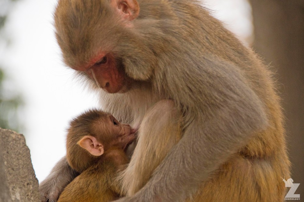 Macaca mulatta [RHESUS MACAQUES] Swayambhunath Stupa, Kathmandu, Nepal 25.04.2018 Zoomology (7)