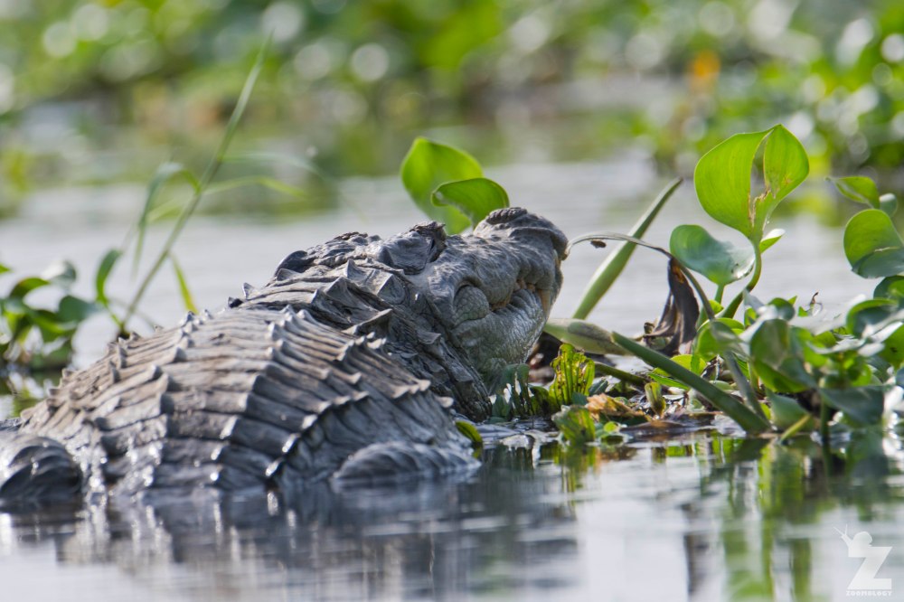 Crocodylus palustris [MUGGER] Chitwan National Park, Nepal 22-04-2018 Zoomology (3).jpg