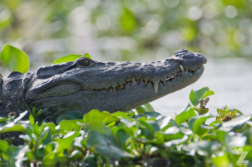 Crocodylus palustris [MUGGER] Chitwan National Park, Nepal 22-04-2018 Zoomology