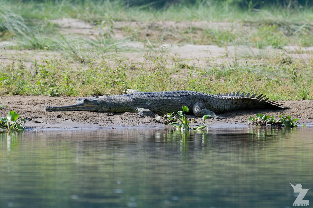 Gavialis gangeticus [GHARIAL] Chitwan National Park, Nepal 22-04-2018 Zoomology (1).jpg