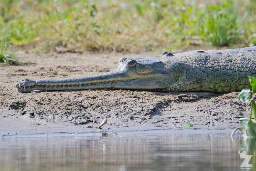 Gavialis gangeticus [GHARIAL] Chitwan National Park, Nepal 22-04-2018 Zoomology (2).jpg