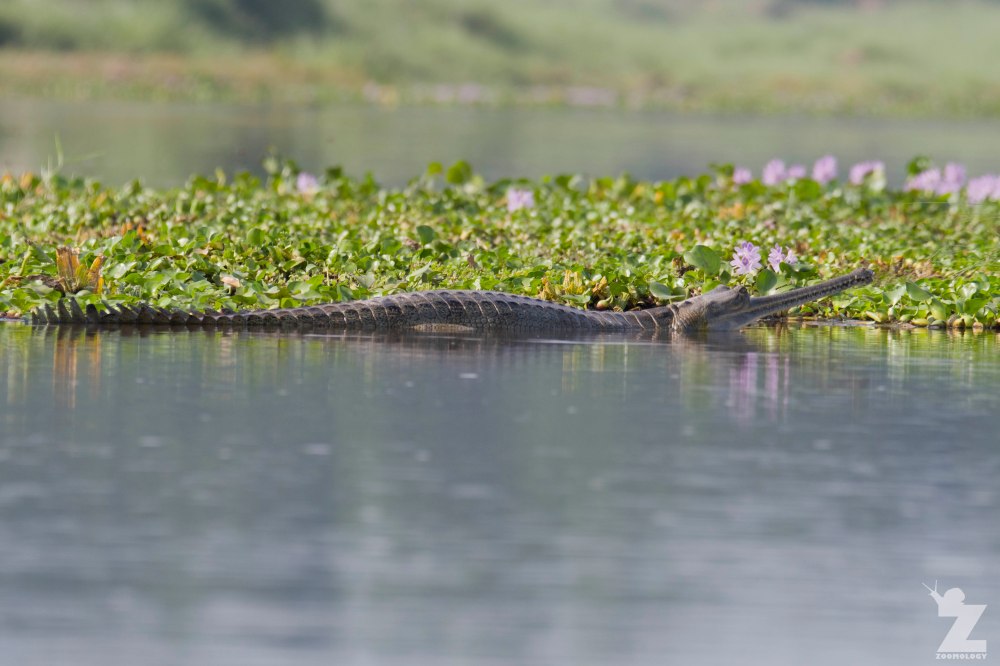 Gavialis gangeticus [GHARIAL] Chitwan National Park, Nepal 22-04-2018 Zoomology (9).jpg