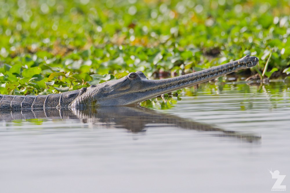 Gavialis gangeticus [GHARIAL] Chitwan National Park, Nepal 22-04-2018 Zoomology