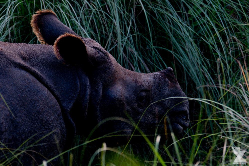 Rhinoceros unicornis [GREATER ONE-HORNED RHINO] Nepal, Chitwan National Park 22-4-2018 Zoomology (47)
