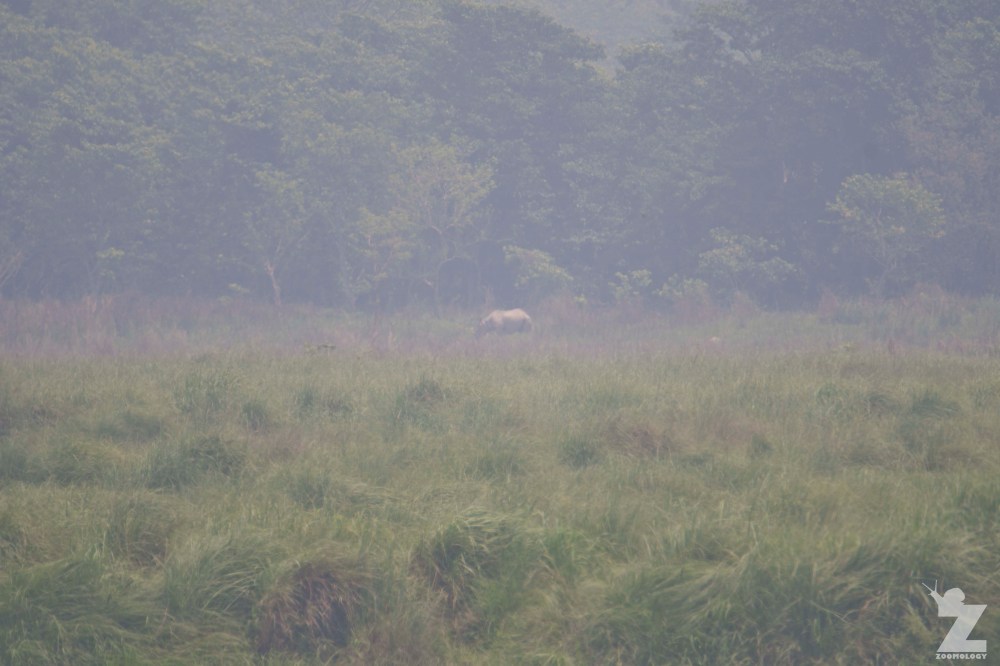 Rhinoceros unicornis [GREATER ONE-HORNED RHINO] Nepal, Chitwan National Park 22-4-2018 Zoomology (5)