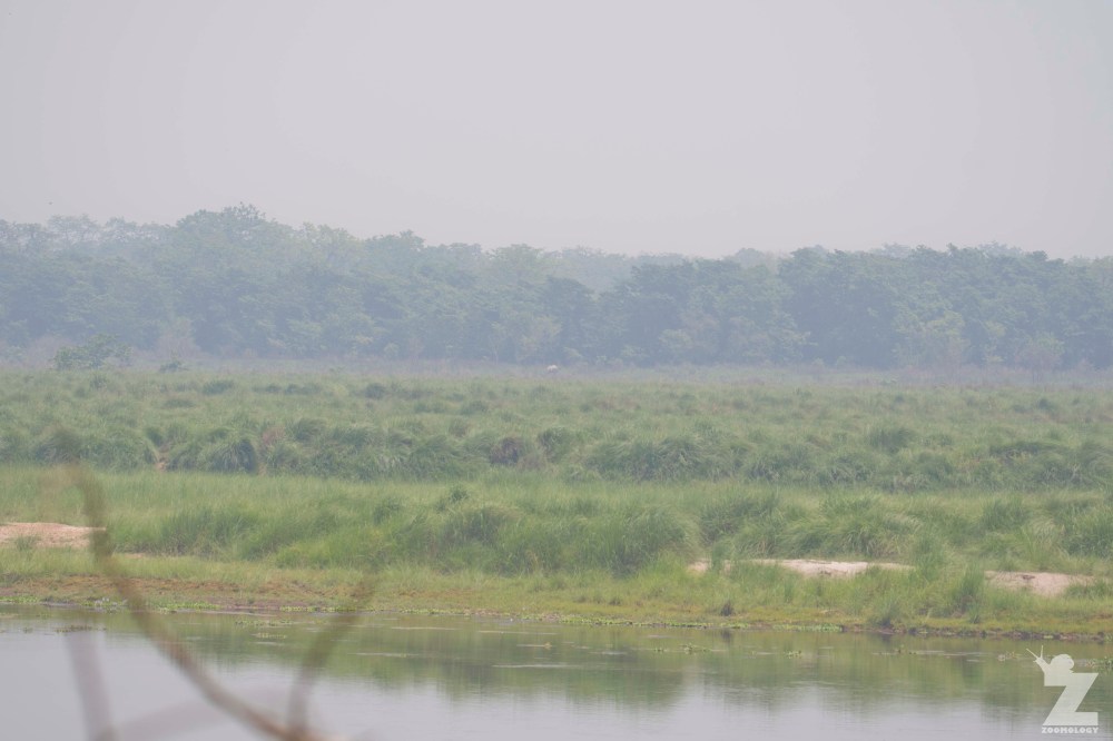 Rhinoceros unicornis [GREATER ONE-HORNED RHINO] Nepal, Chitwan National Park 22-4-2018 Zoomology (6)