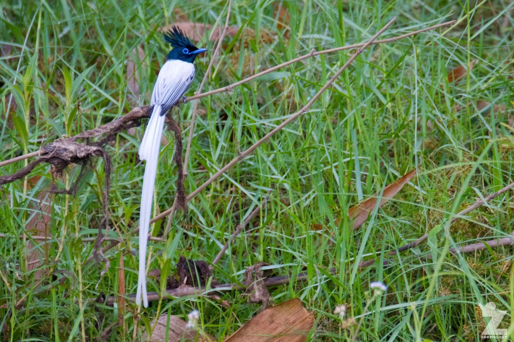 Terpsiphone sp [ASIAN PARADISE FLYCATCHER] Chitwan National Park, Nepal 24.04.2018 Zoomology (1)