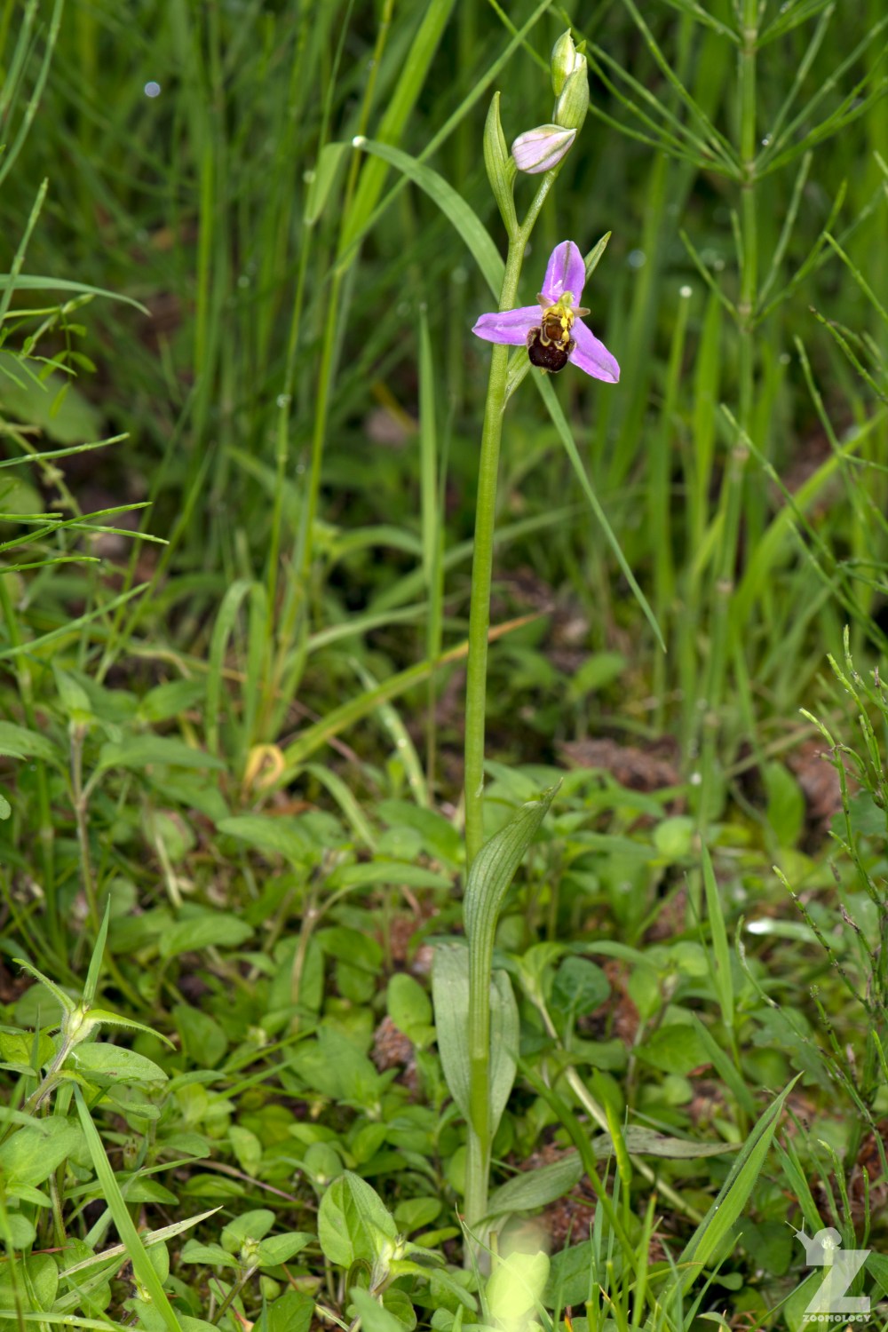 Ophrys apifera [BEE ORCHID] Portbury Wharf Nature Reserve, England 31-05-2018 Zoomology (6)