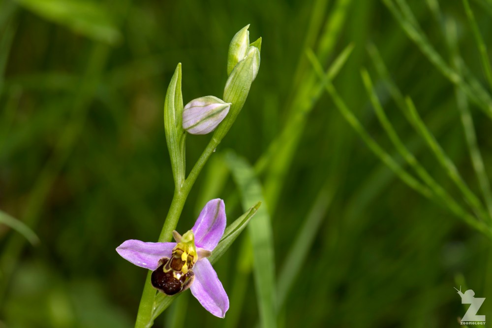 Ophrys apifera [BEE ORCHID] Portbury Wharf Nature Reserve, England 31-05-2018 Zoomology (8)