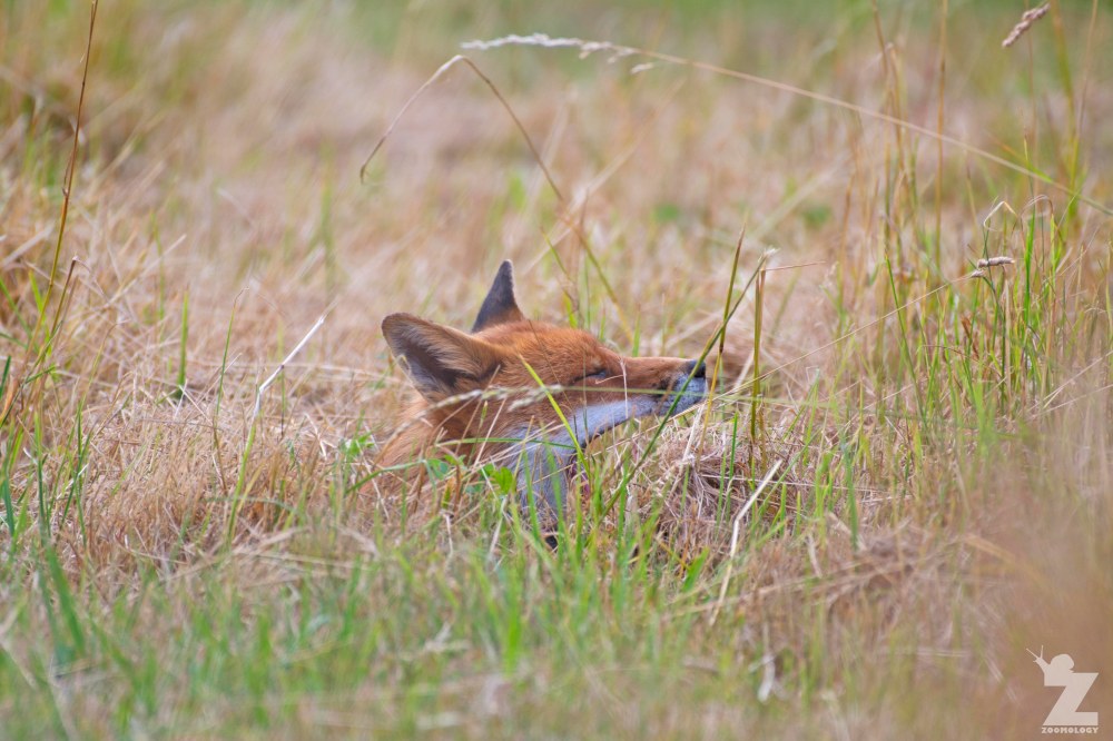 Vulpes vulpes [RED FOX] Kewstoke, England 11-07-2018 Zoomology (1)