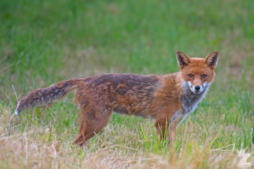 Vulpes vulpes [RED FOX] Kewstoke, England 11-07-2018 Zoomology (2).jpg